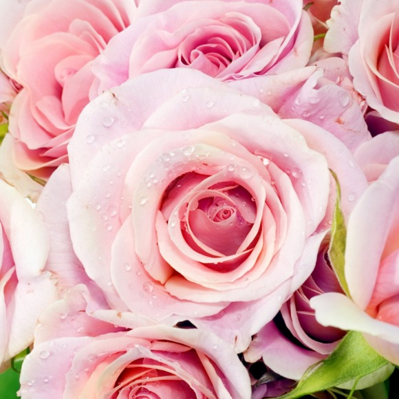 Meet your Posher, Julia - Picture 1 of 1